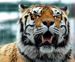 Tiger Smile By Tlcphotography730 Deviantart Com On Deviantart Tiger Wild Animal Sanctuary Wild Cats