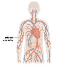 Largest organ in the body: How Covid 19 Can Affect Most Major Organs Not Just The Lungs