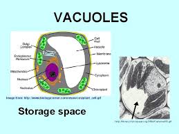 Image of a typical animal cell needs to be colored according to the directions. Happy Monday Today Were Going To Start Talking