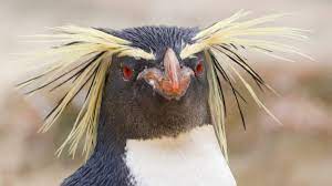 Penguins are a group of aquatic flightless birds. Meet Ricky The Rockhopper Penguin He S Moving To Bedfordshire To Find The Perfect Partner Itv News Anglia