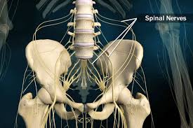 It provides a basic framework in form of skeleton on which everything is else is laid on and anchored to. Common Spine Problems Explained With Pictures