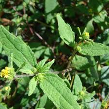 Image result for Sigesbeckia