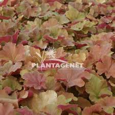 Heuchera Caramel Heuchere #sixonsaturday glorious autumn colours in the form of heuchera 'marmalade' plus wisteria, astrantia and a little collection of new plants. heuchera caramel heuchere