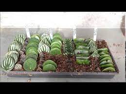 We did not find results for: Peperomia Propagation Youtube