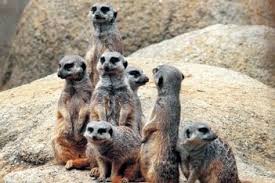 Basel or basle is a city in northwestern switzerland on the river rhine. Zoo Basel Basel Stadt Aktivitaten Freizeit Ch