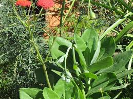 Image result for Tinnea galpinii