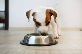 Small dogs by 12 or 13 weeks. How Much To Feed A Puppy Everything You Need To Know Petfinder