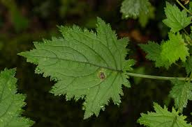 Image result for Plectranthus swynnertonii