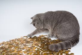 Info über pet food auf seekweb. Cost Of Owning A Cat Hshv