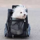 Comparatif : le top des sacs à dos pour chien pour le porter