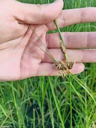 Image result for Ascolepis capensis