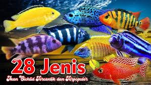Image result for ikan