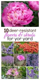 Also dig a furrow and place the fence so it plunges at least 10 inches below the soil. 34 Best Plants Rabbits Won T Eat Ideas Plants Perennials Planting Flowers