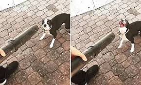 In addition to our adoptable dogs, we have so many more boston terriers that are in critical care and permanent foster programs. Boston Terrier Puppy Attacks A Leaf Blower Daily Mail Online