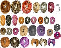 What follows is primarily a guide to observing. Plos One Long Bone Histology Of Sauropterygia From The Lower Muschelkalk Of The Germanic Basin Provides Unexpected Implications For Phylogeny