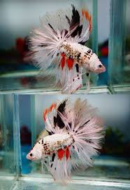 Betta Hmoon Dotted White With Black And Orange Markings So Unusual Betta Fish Koi Betta Betta