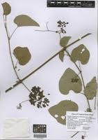 Image result for Ampelocissus africana