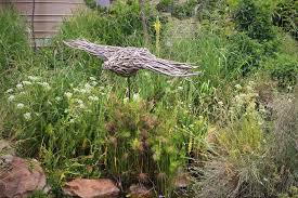 Image result for Berula erecta