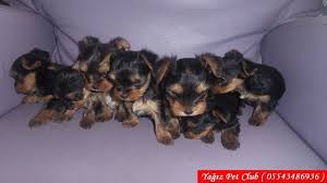 Satilik Yorkshire Terrier Yavrulari Satilik Yorkshire Terrier Yavrulari Kopek Kopekseverler Kopeksahiplendi Yorkshire Terrier Yorkshire Evcil Hayvanlar