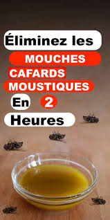 Eliminez Les Mouches Les Cafards Et Les Moustiques De Votre Maison En Seulement 2 Heures Astuces Pour Les Mouches Astuces Contre Les Mouches Moustique