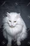 Turkish Angora - Wikipedia