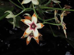 Image result for Cola chlorantha