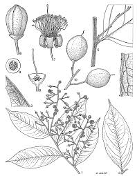 Image result for Brazzeia