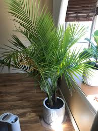 This plant is not a palm tree at all and is native to mexico where it thrives in full sun and low water i think it may be the ponytail palm or elephant palm. Help Save My Potted Majesty Palm Palms In Pots Palmtalk