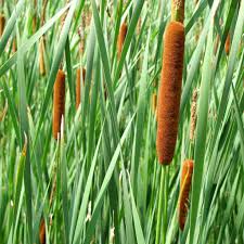 Image result for Typha