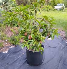 The tree has dwarf growth habit (under 20 ft in the ground) and adapts well to a container. Dwarf Sapodilla Varieties Florida Fruit Geek