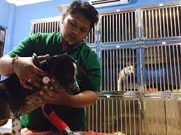 Best dining in kedonganan, jimbaran: The Bali Bible Kedonganan Veterinary