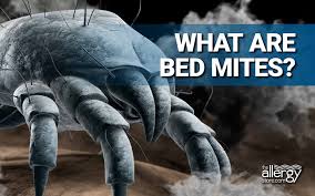 Image result for Dust mite