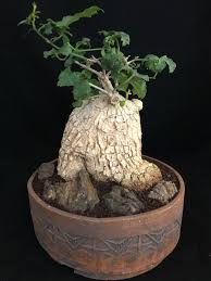 Image result for Kedrostis africana