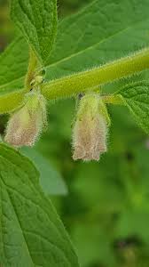 Image result for Sesamum radiatum