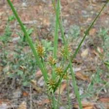 Image result for Cyperus deciduus