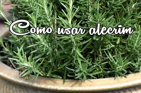 Resultado de imagem para alecrim