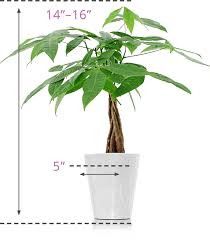 Money Tree Plants Just Add Ice Orchids See more ideas about money trees, tree, money gift. money tree plants just add ice orchids