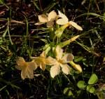 Image result for Exochaenium exiguum