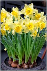 Como Plantar Narcisos 11 Bulbos De Flores Flores De Nascimento Flores Bonitas