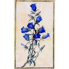 Canterbury Bells Drawing Google Search Botanical Illustration Campanula Drawings