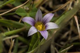 Image result for Romulea