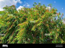 Image result for Cassia javanica