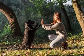 5 Remedios Caseros Para Que El Perro No Muerda Los Muebles