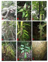 Image result for Trichomanes crispiforme