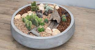 The cactus bowl officially the motel 6 cactus bowl for sponsorship purposes, is an ncaa football bowl subdivision college football bowl game that has been played in the state of arizona since 1989. Desert Cactus Bowl Workshop Roger S Gardens Cacti Diy Newport Beach Mini Cactus Garden Diy Mini Cactus Garden Cactus Bowl