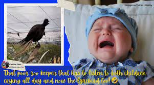 That S Scary Lyrebird At Australian Zoo Perfectly Mimics Baby S Cry Leaves Netizens Stunned Trending News The Indian Express