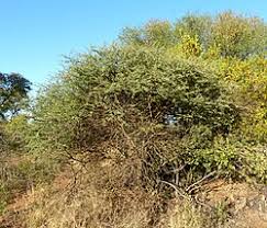 Image result for Acacia mellifera