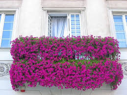 We did not find results for: Balcone Fiorito Guida Alla Scelta Con I Fiori Piu Colorati Ville E Giardini