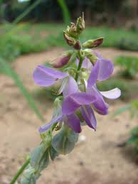 Image result for Desmodium