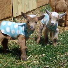 6 Things You Need To Understand About Versatile Miniature Goat Breeds Miniature Goats Dwarf Goats Pygmy Goat